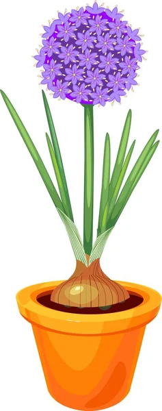 Bolbo Cebola Ornamental Florido Com Folhas Verdes Vaso Sobre Fundo — Vetor de Stock