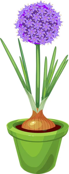 Цветущая Декоративная Луковица Зелеными Листьями Горшке Белом Фоне — стоковый вектор