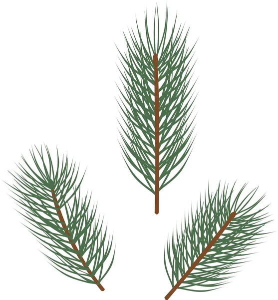 Branches Épinette Avec Aiguilles Vertes Sur Fond Blanc — Image vectorielle