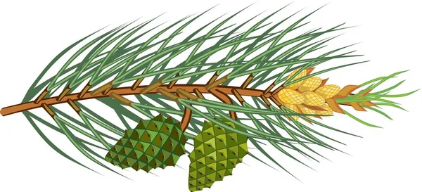 Branche Pinho Com Agulhas Verdes Cones Masculinos Amarelos Cones Verdes — Vetor de Stock