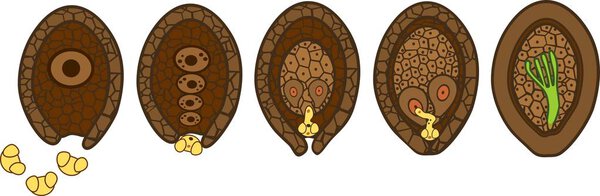 Stages of pollination and fertilization of pine. Sexual process of pine from formation of female gametophyte, to fertilization and formation of embryo