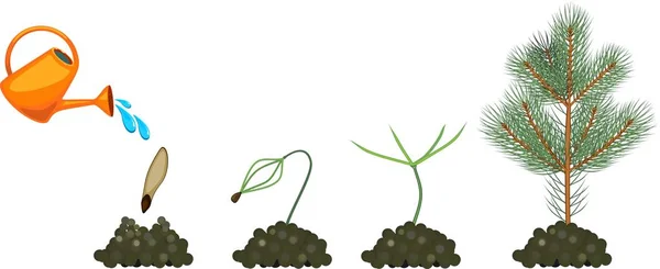Жизненный Цикл Ели Растение Растет Семян Молодые Ели — стоковый вектор