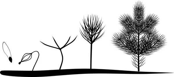 杉木从种子到幼树生长阶段的剪影 — 图库矢量图片