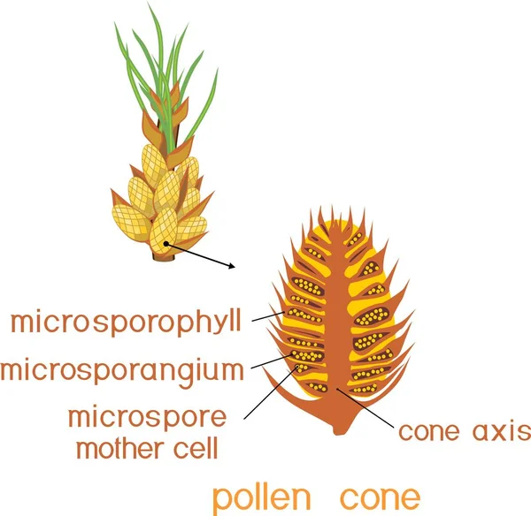 Struktura Stożka Męski Pyłek Sosny Tytułów — Wektor stockowy