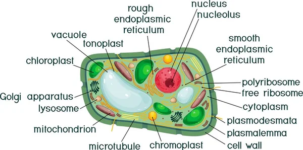 Estructura Célula Vegetal Con Títulos — Vector de stock