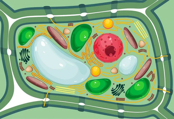 Структура Растительных Клеток Различными Органеллами — стоковый вектор