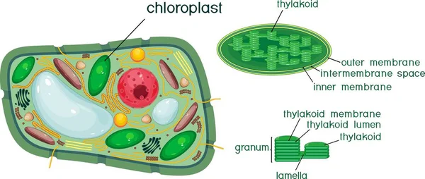 Célula Vegetal Estructura Cloroplasto Con Títulos — Vector de stock