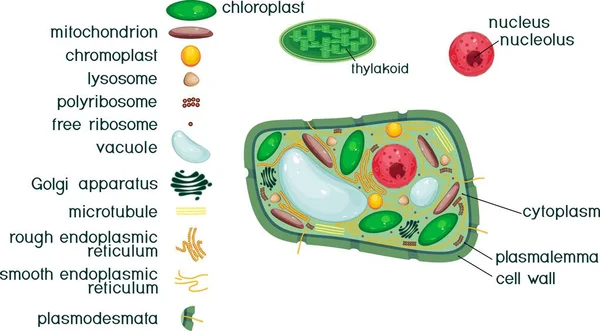 Estrutura Celular Vegetal Com Títulos Diferentes Organelas —  Vetores de Stock