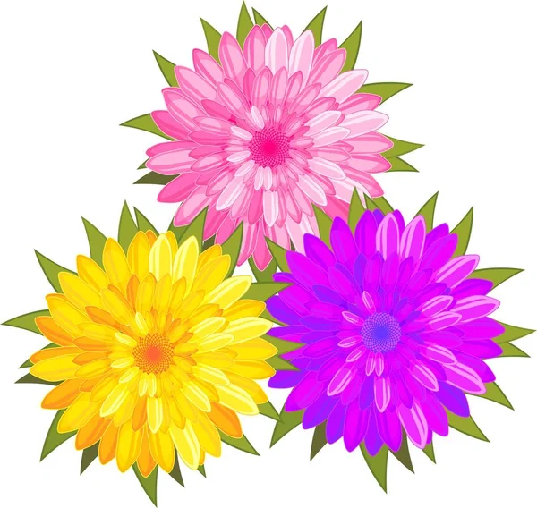 Strauß Von Drei Chrysanthemen Verschiedenen Farben Auf Weißem Hintergrund — Stockvektor