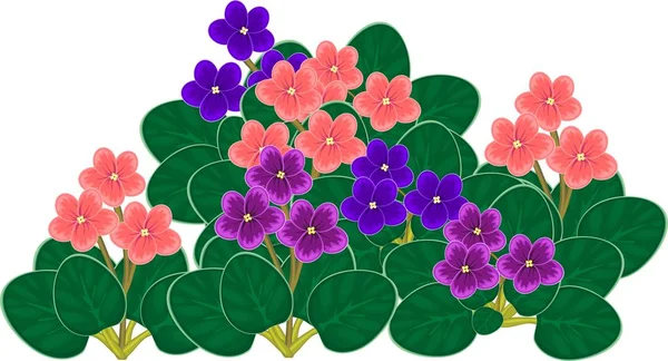 Group Flowering African Violets Saintpaulia Flowers Different Colors — Stock Vector