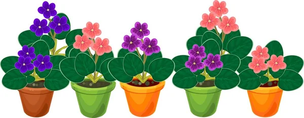Grupo Flores Violetas Africanas Saintpaulia Planta Vasos Flores — Vetor de Stock