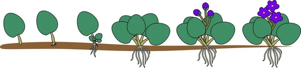 Stadier Vegetativ Reproduktion Saintpaulia Saintpaulia Sekvens Faser Växters Tillväxt Från — Stock vektor