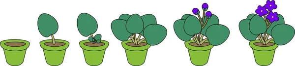 Stadier Vegetativ Reproduktion Saintpaulia Saintpaulia Sekvens Faser Växters Tillväxt Från — Stock vektor