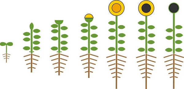 Ciclo Vida Girasol Estilizado Etapas Crecimiento Desde Semilla Hasta Floración — Archivo Imágenes Vectoriales