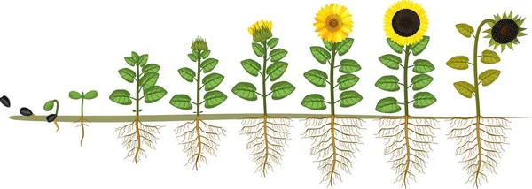 Життєвий Цикл Соняшнику Етапи Росту Від Насіння Квітучої Плодоносної Рослини — стоковий вектор