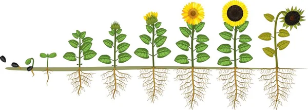 Ciclo Vida Girassol Estágios Crescimento Desde Semente Até Floração Frutífera —  Vetores de Stock