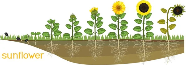 Жизненный Цикл Подсолнуха Последовательные Стадии Роста Семян Цветущим Плодоносным Растениям — стоковый вектор