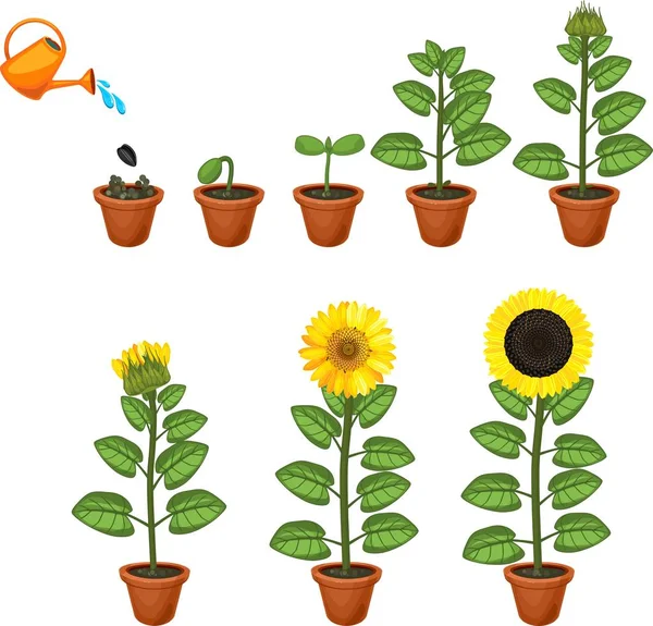 Slunečnicový Životního Cyklu Fázích Růstu Semen Kvetoucí Plodící Rostliny — Stockový vektor