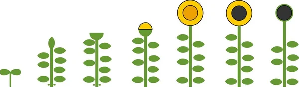 Stiliserade Solrosor Livscykel Tillväxtfaserna Från Frö Till Blommande Och Fruktbärande — Stock vektor
