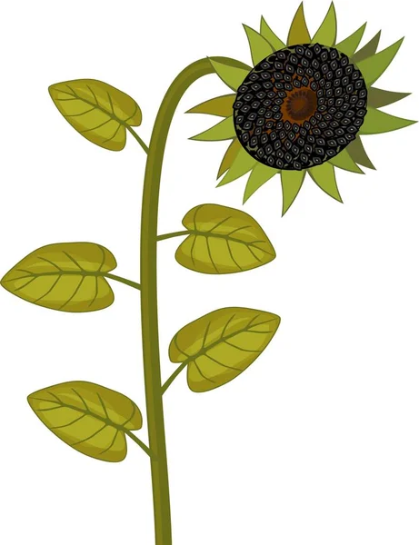 Zonnebloem Met Rijpe Zwarte Kop Vergeelde Bladeren Witte Achtergrond — Stockvector