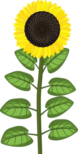 Tournesol Avec Tête Noire Mûre Feuilles Vertes Sur Fond Blanc — Image vectorielle