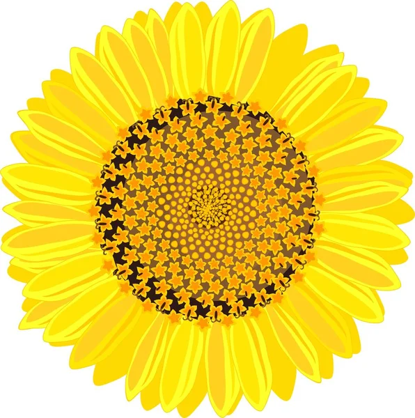 Flor Amarilla Girasol Aislada Sobre Fondo Blanco — Vector de stock