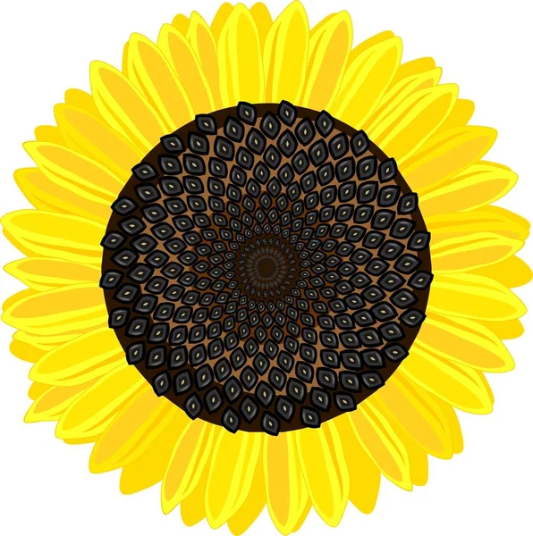 Ripe Yellow Black Head Sunflower White Background — Stock Vector
