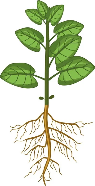 大きな緑色の葉と白い背景の上の根系を持つ植物します — ストックベクタ