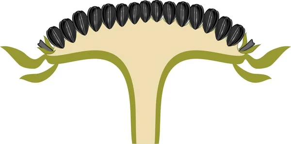 Cabeza Flor Cruda Pseudanthium Sección Transversal Estructura Inflorescencia Girasol Con — Archivo Imágenes Vectoriales