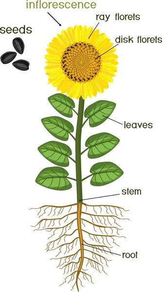 Delar Solros Anläggning Morfologi Blommande Växt Med Rotsystem Blomma Frön — Stock vektor