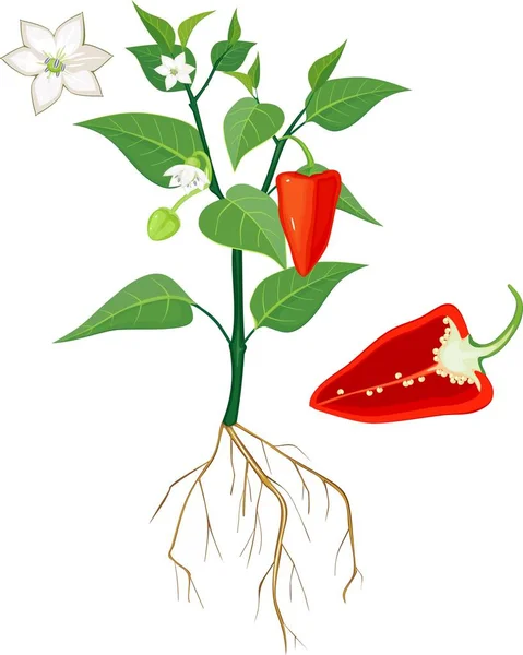 Blommande Paprika Växt Med Rotsystem Och Separat Röd Paprika Skurna — Stock vektor