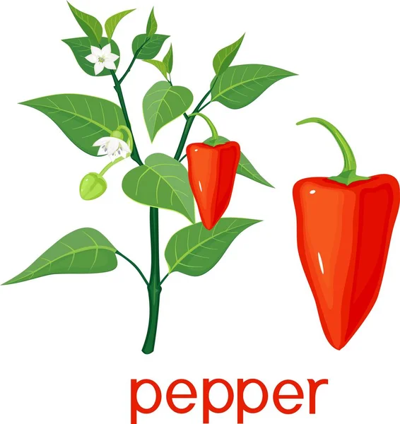 Blühende Paprika Pflanze Mit Früchten Und Separatem Roten Paprika Auf — Stockvektor
