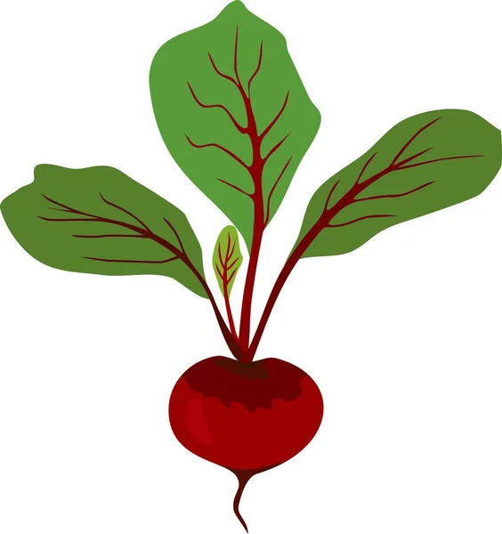 Red Raw Beetroot Green Leaves White Background — Stock Vector