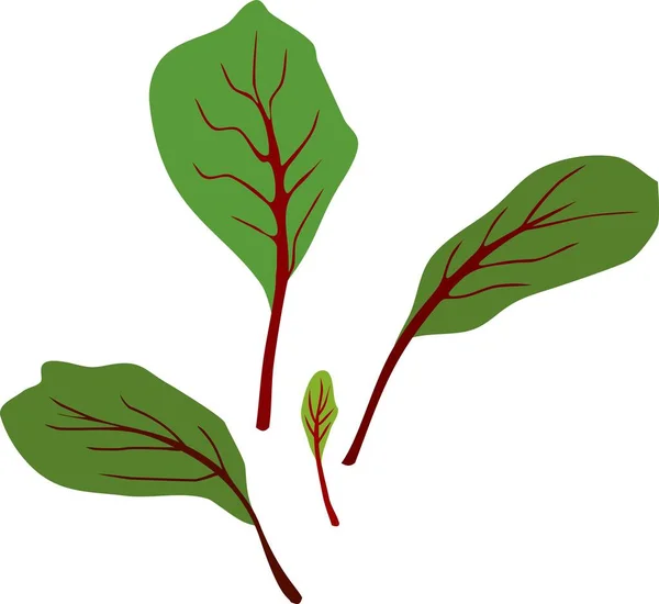 Φύλλα Σέσκουλα Mangold Λευκό Φόντο — Διανυσματικό Αρχείο