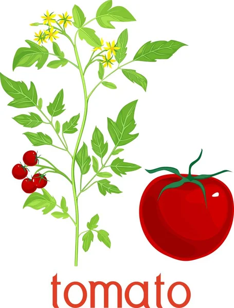 Flowering Tomato Plant Fruits Separate Red Tomato White Background — Stock Vector