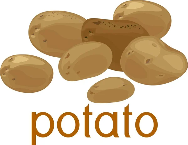 Ungeschälte Kartoffelknollen Mit Titel Auf Weißem Hintergrund — Stockvektor