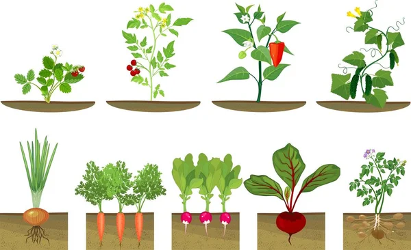 Ensemble Légumes Différents Plante Montrant Structure Racinaire Sous Niveau Sol — Image vectorielle