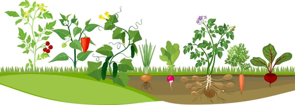 Jardin Potager Avec Différents Légumes — Image vectorielle