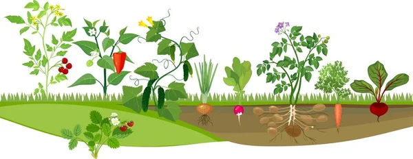 Köksträdgård Med Olika Grönsaker — Stock vektor