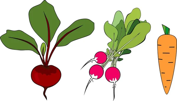 Ensemble Différents Légumes Racines Crus Betterave Radis Carotte Sur Fond — Image vectorielle