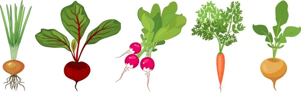 Ensemble Différents Légumes Tubéreux Avec Dessus Sur Fond Blanc — Image vectorielle