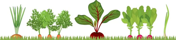 Patch Légumes Avec Différents Légumes Racines — Image vectorielle