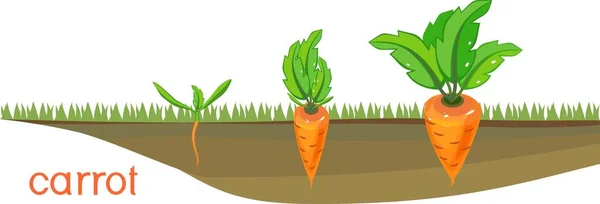 Stages Growth Carrots Vegetable Patch — Stock Vector