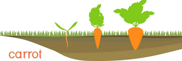 Tahapan Pertumbuhan Wortel Pada Patch Sayuran - Stok Vektor