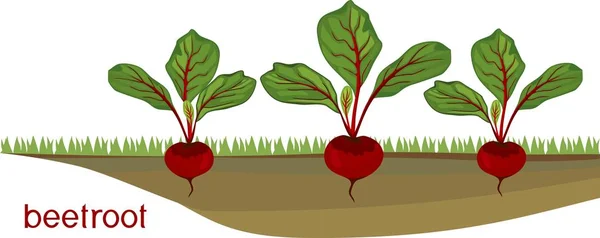 Beetroot Plants Vegetable Patch — Stock Vector