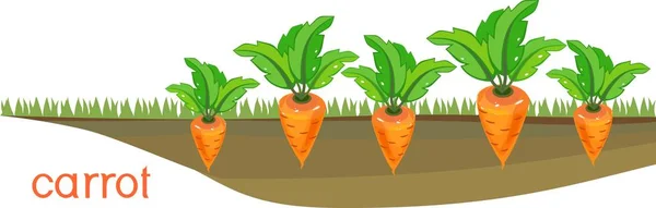 Plantes Carotte Sur Patch Légumes — Image vectorielle