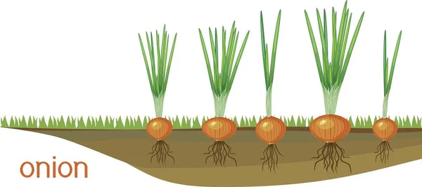 蔬菜片上有绿叶和根系的洋葱鳞茎 — 图库矢量图片