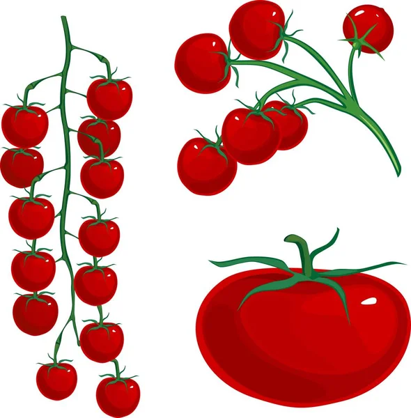 Rode Cherry Tomaten Tak Witte Achtergrond — Stockvector