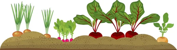 Vegetable Patch Different Root Vegetables — Stock Vector