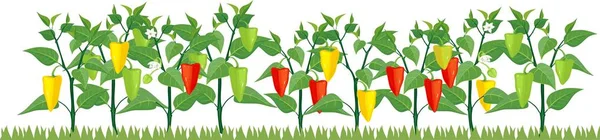 Plantaardige Patch Met Vruchtlichamen Paprika Planten Witte Achtergrond — Stockvector